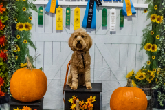 10-22-23-ScentWork-1638