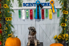 10-22-23-ScentWork-1664