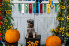 10-22-23-ScentWork-1665