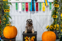10-22-23-ScentWork-1676