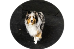 10-22-23-ScentWork-957