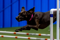 2023-June-AADTC-Trial-1024