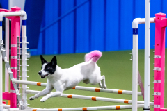 2023-June-AADTC-Trial-1074