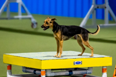 2023-June-AADTC-Trial-1101