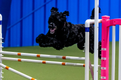 2023-June-AADTC-Trial-1133