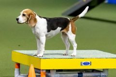 2023-June-AADTC-Trial-1202