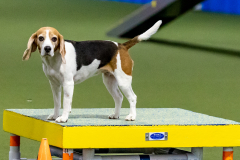 2023-June-AADTC-Trial-1203