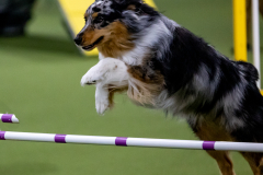 2023-June-AADTC-Trial-1217