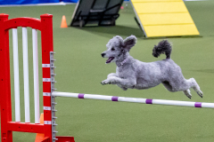 2023-June-AADTC-Trial-1246