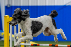 2023-June-AADTC-Trial-361