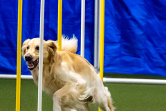 2023-June-AADTC-Trial-532