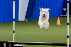 2023-June-AADTC-Trial-601