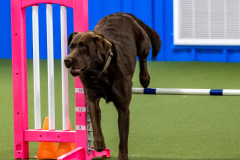 2023-June-AADTC-Trial-617