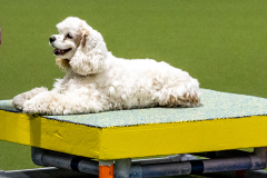 2023-June-AADTC-Trial-631