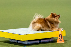 2023-June-AADTC-Trial-666