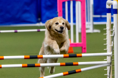 2023-June-AADTC-Trial-701