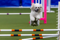 2023-June-AADTC-Trial-720