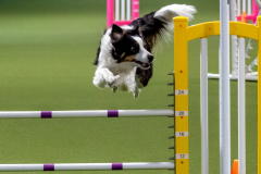 2023-June-AADTC-Trial-809