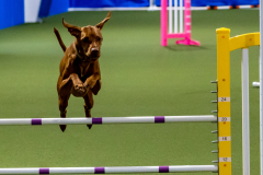 2023-June-AADTC-Trial-815