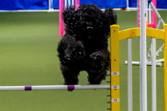 2023-June-AADTC-Trial-821