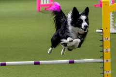 2023-June-AADTC-Trial-851