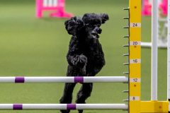 2023-June-AADTC-Trial-874