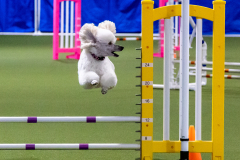 2023-June-AADTC-Trial-892