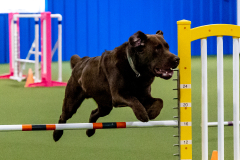 2023-June-AADTC-Trial-919