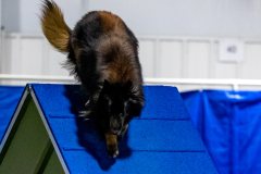 2023-June-AADTC-Trial-950