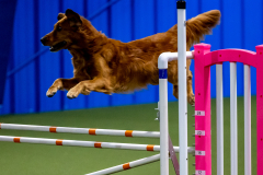 2023-June-AADTC-Trial-980