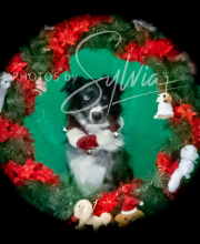 2024-11-2-3-XMAS-107