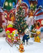 2024-11-2-3-XMAS-111