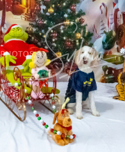 2024-11-2-3-XMAS-112