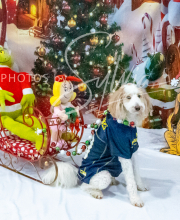 2024-11-2-3-XMAS-114