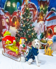 2024-11-2-3-XMAS-115