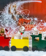 2024-11-2-3-XMAS-125