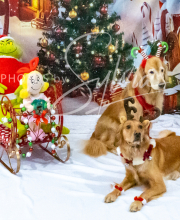 2024-11-2-3-XMAS-136