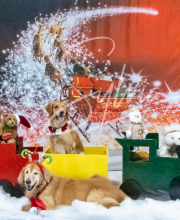 2024-11-2-3-XMAS-151