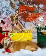 2024-11-2-3-XMAS-152