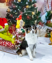 2024-11-2-3-XMAS-175