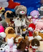 2024-11-2-3-XMAS-178