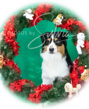 2024-11-2-3-XMAS-188