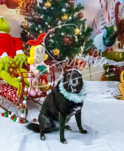 2024-11-2-3-XMAS-245