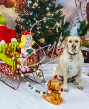 2024-11-2-3-XMAS-274