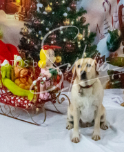 2024-11-2-3-XMAS-276