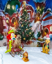 2024-11-2-3-XMAS-305