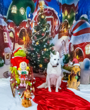 2024-11-2-3-XMAS-363