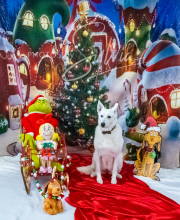 2024-11-2-3-XMAS-364