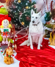 2024-11-2-3-XMAS-365