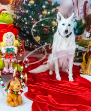 2024-11-2-3-XMAS-366